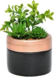 Композиция суккулентов в кашпо высота 14,5см