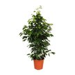 Фикус Benj Danielle 14/60