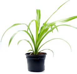 Хлорофитум смесь D9 H10-20см