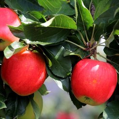 Саженец Яблоня Башкирская красавица (2-летний) ОКС раннезимний