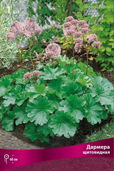 Корневище Дармера щитовидная 1шт