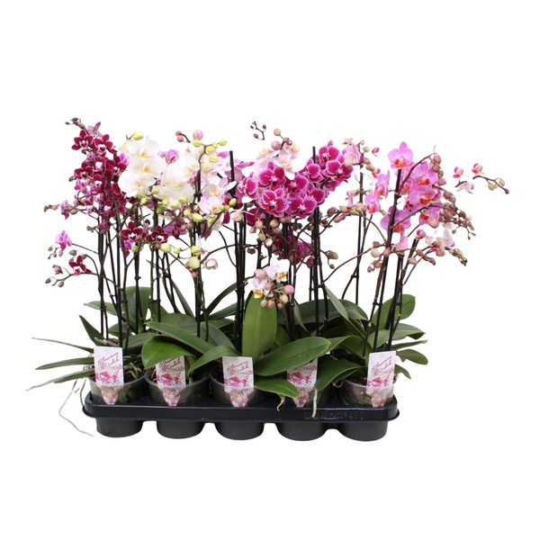 Орхидея Фаленопсис мультифлора 2ст. d12 h45
