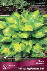 Корневище Хоста гибридная Лейксайд Банана Бей 1шт