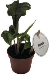 Алоказия Жаклин d7