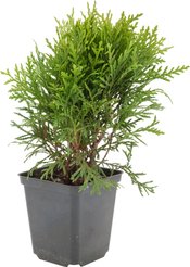 Туя западная Danica P9 h15-20см w10-15см