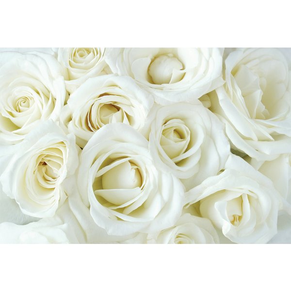 Фотообои Белые розы 400х270см виниловые на флизелиновой основе