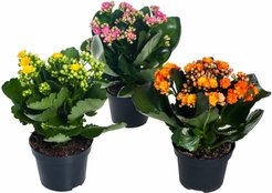 Каланхоэ Каландива Микс d7 h10