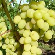 Саженец Виноград плодовый Подарок Магарача С2 h50