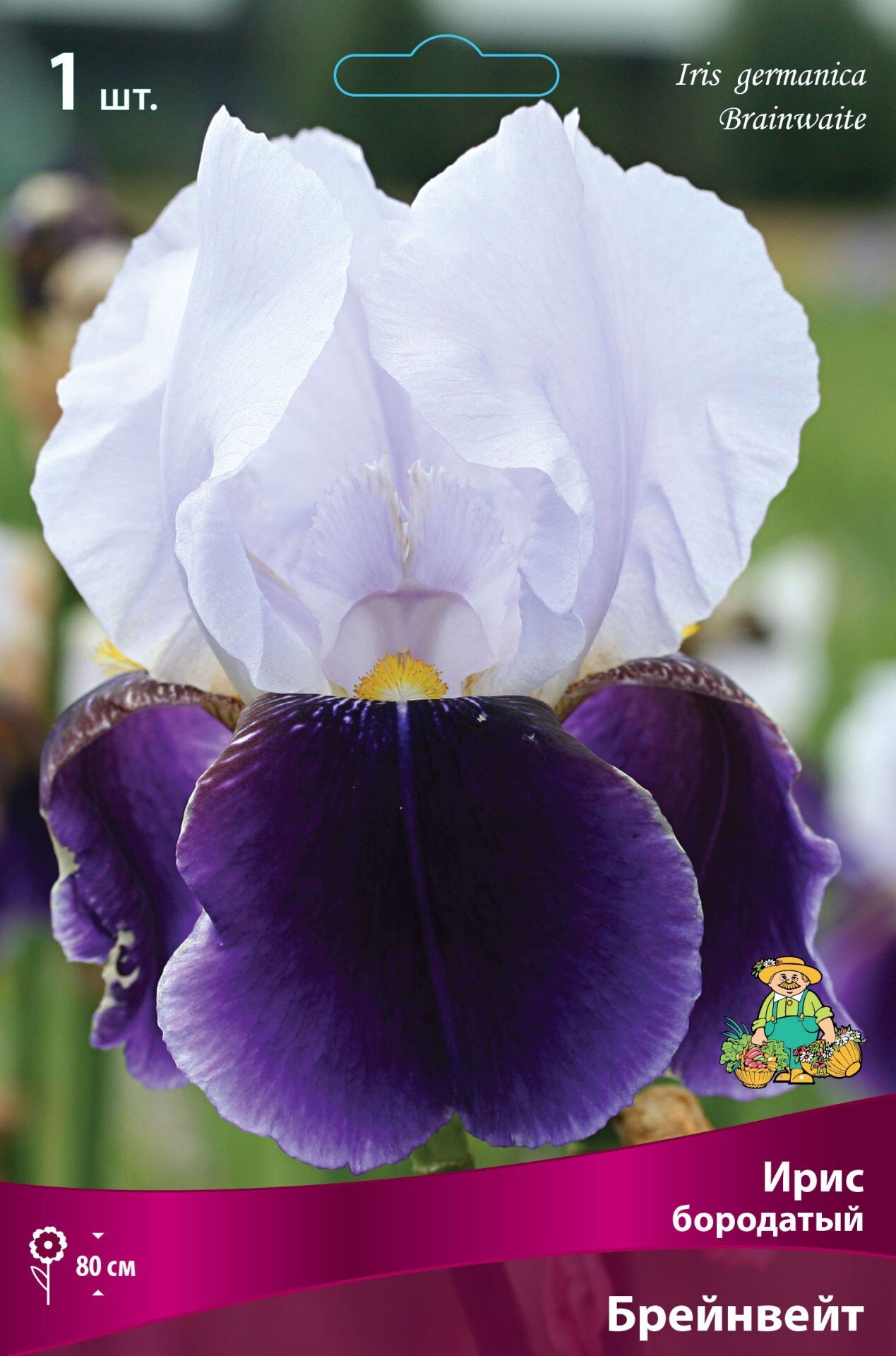 Ирис бородатый кринолин. Бородка ириса. Ирис бородатый (касатик). Ирис бородатый спартан. Ирис бородатый желтый с фиолетовым.