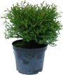 Туя западная Mr Bowling Ball C3 h15-20см