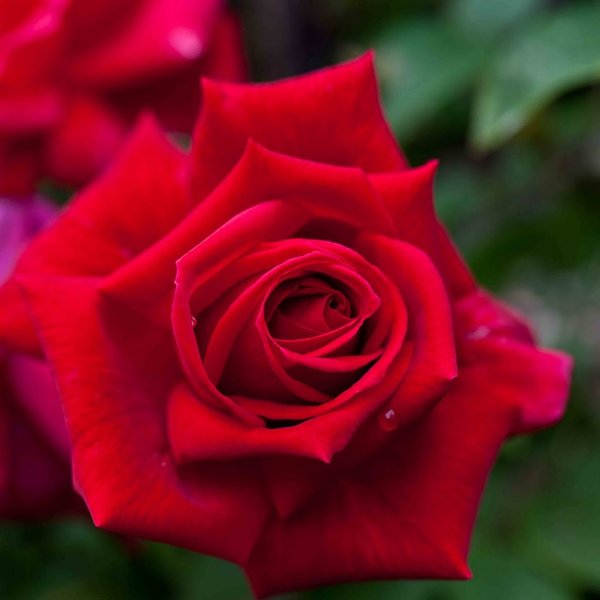 Роза чайно-гибридная Ред Берлин С4