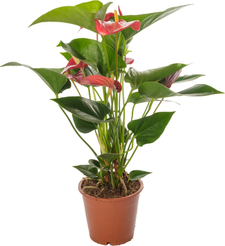 Антуриум андре Микс d12 h40