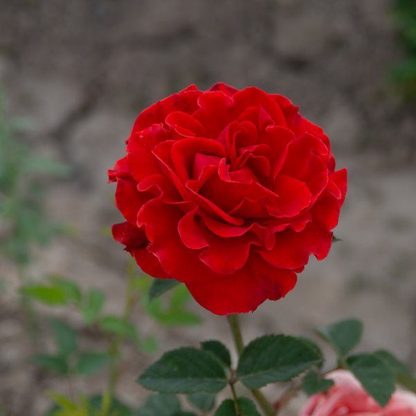 Роза чайно-гибридная Эль Торо (в тубе)