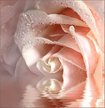 Фотообои Vostorg Collection А082 Кремовая роза 196х201 6л