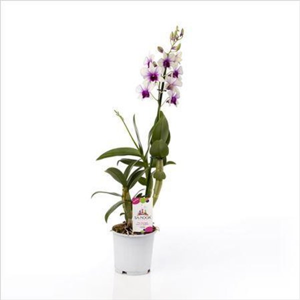Орхидея Дендробиум Sa-nook Polar Fire Pink-white d11 h45