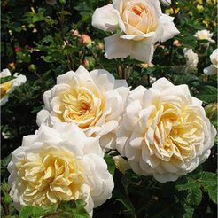 Роза чайно-гибридная Comtessa C3