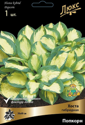 Корневище Хоста гибридная Попкорн 1шт