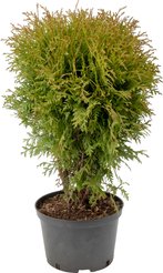 Туя западная Globosa C4 40-50см