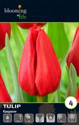 Луковицы Тюльпан триумф Каспаров 4шт