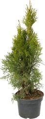 Туя западная Smaragd C2 h40-60см