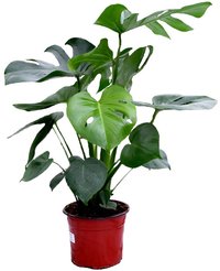 Монстера d19