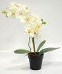 Орхидея Фаленопсис в кашпо белая 