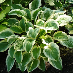 Корневище Хоста Остин Дикинсон (1шт)