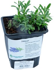Лаванда микс Р9