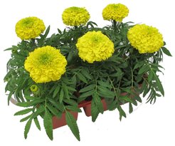 Рассада Тагетес крупноцветковый (бархатцы), кассета 6шт