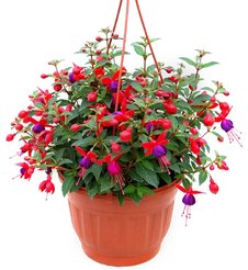 Фуксия d19 кашпо