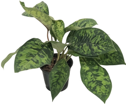 Хомаломена Микс d12