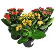 Каланхое calandiva mix d10,5