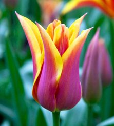 Луковица Тюльпан Баллада дрим (3шт)