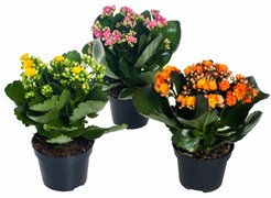 Каланхое Каландива микс d15