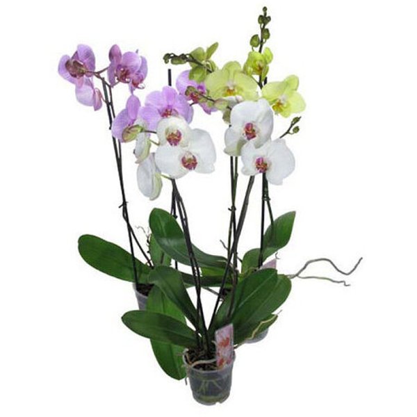 Орхидея Mixed d12 h50