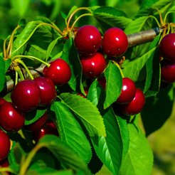 Саженец Вишня Владимирская 2-х летка ОКС