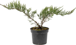Можжевельник казацкий Tamariscifolia С2 h20-30см