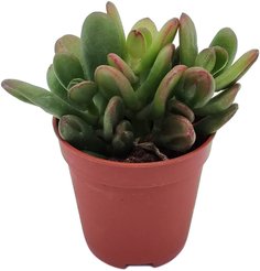 Крассула Хоббит/Голлум D8,5 H15