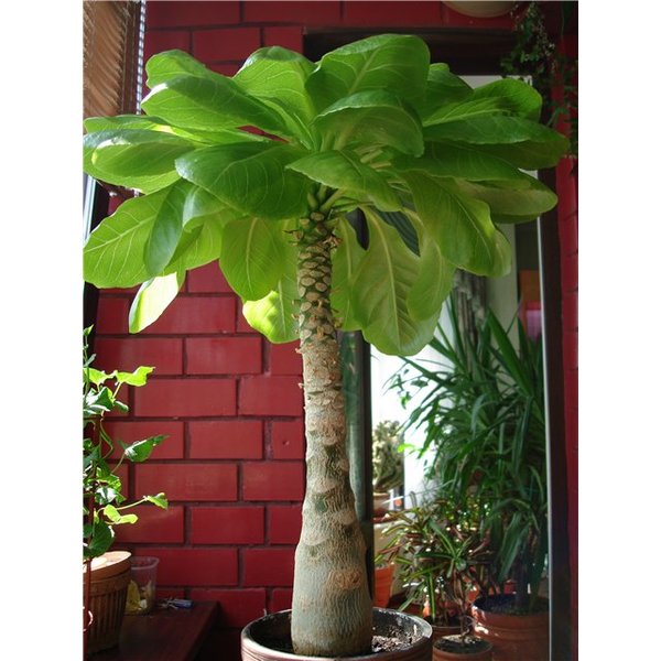 Растение Бригамия Vulcan Palm d13 h45