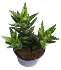 Алоэ d10,5см h15-30см