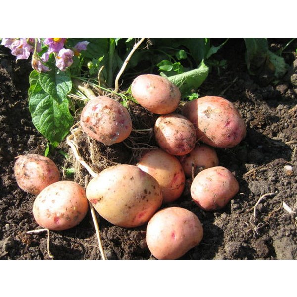 Картофель семенной 2кг сорт Жуковский ранний