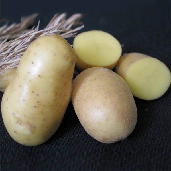 Картофель семенной 2кг сорт Невский