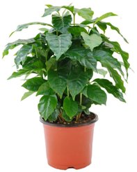 Кофе Arabica d12 h25