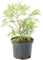 Туя западная Globosa С2 h20-30см