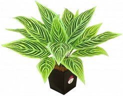 Растение искусственное в горшке Алоказия Лоя 30см