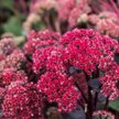 Очиток обыкновенный Мunstead Dark Red С2 15-20