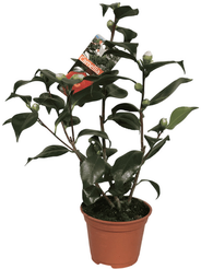 Камелия японская Микс d12