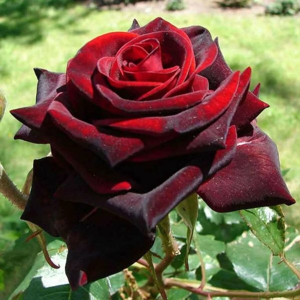 Роза чайно-гибридная Black Magic С2