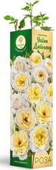 Роза Уайт Даймонд плетистая (в тубе)