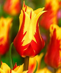 Луковица Тюльпан Фейерверк (3шт)